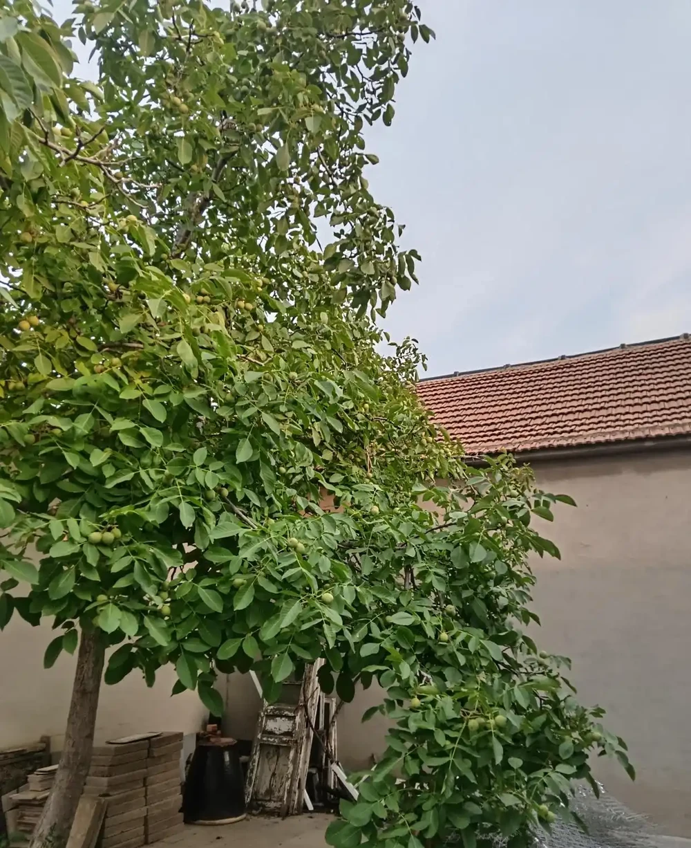 北方庭院種這8種果樹,寓意好又耐寒,你家種了幾棵?
