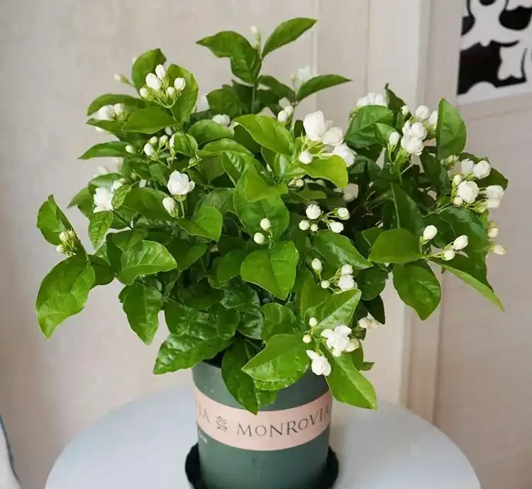 茉莉花不香了?老園丁教你「酸水澆灌法」,花香飄滿整個陽臺
