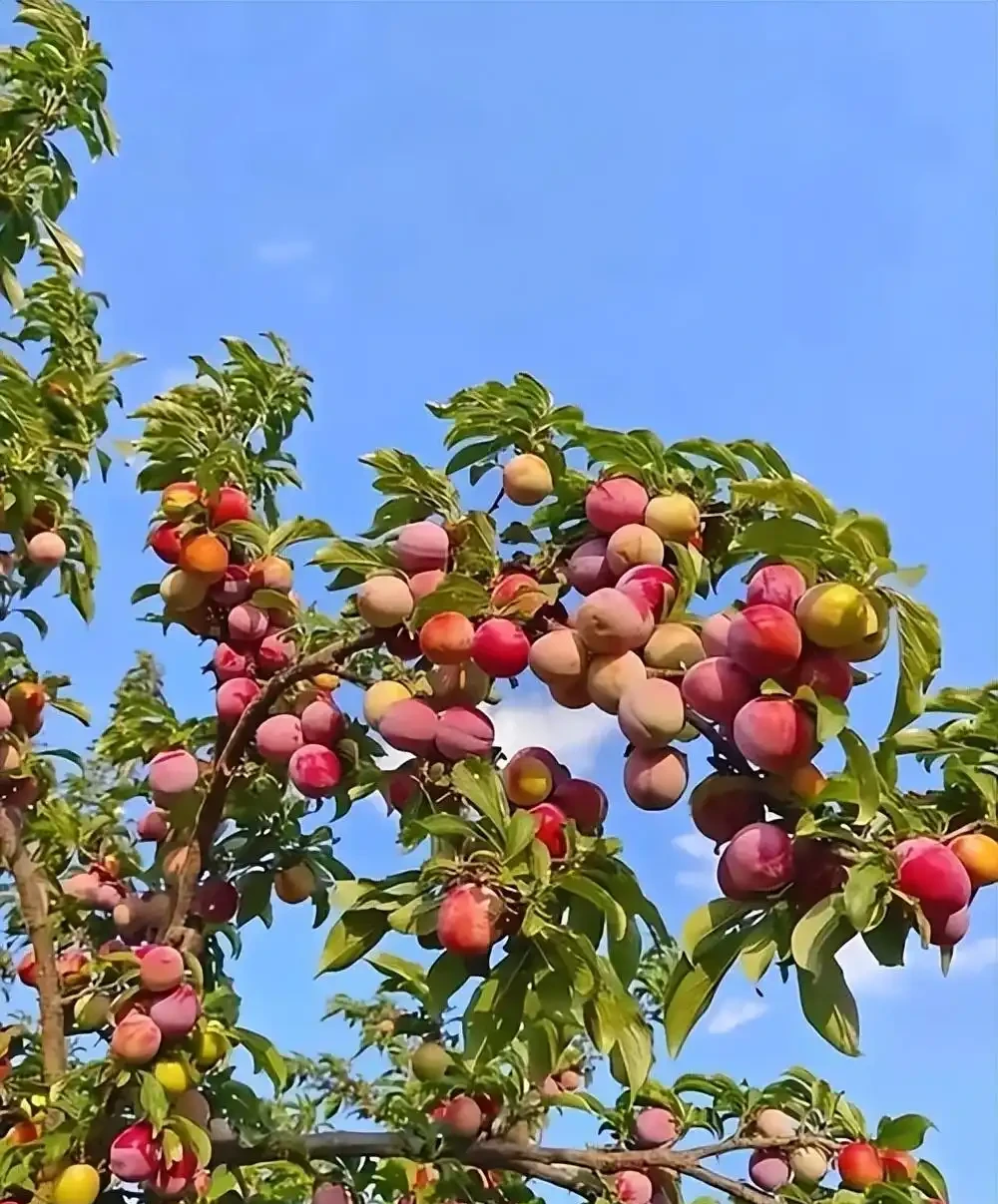 北方庭院種這8種果樹,寓意好又耐寒,你家種了幾棵?