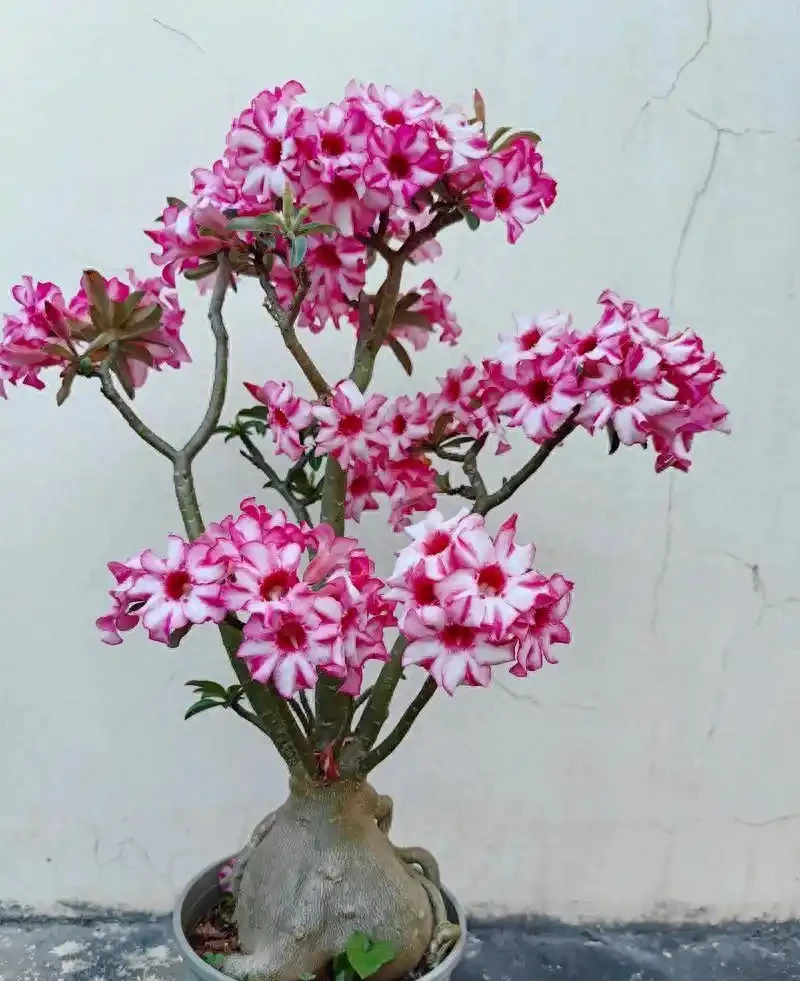 沙漠玫瑰開花有6個竅門，錯過一個就白養了