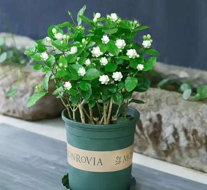 茉莉花不香了?老園丁教你「酸水澆灌法」,花香飄滿整個陽臺