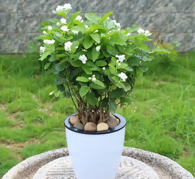 茉莉花不香了?老園丁教你「酸水澆灌法」,花香飄滿整個陽臺
