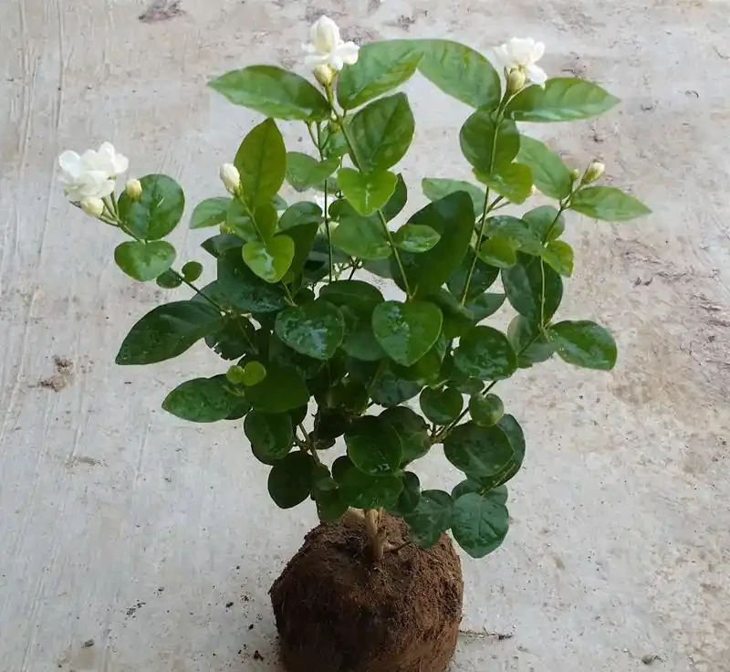 茉莉花不香了?老園丁教你「酸水澆灌法」,花香飄滿整個陽臺