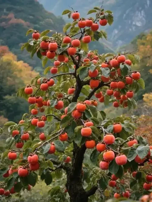 北方庭院種這8種果樹,寓意好又耐寒,你家種了幾棵?