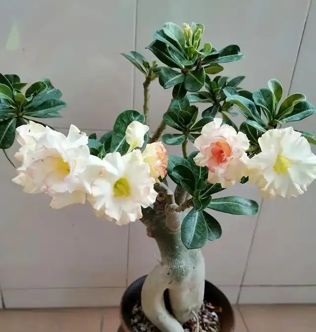 沙漠玫瑰開花有6個竅門，錯過一個就白養了