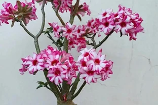沙漠玫瑰開花有6個竅門，錯過一個就白養了