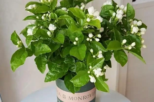 茉莉花不香了？老園丁教你「酸水澆灌法」，花香飄滿整個陽臺