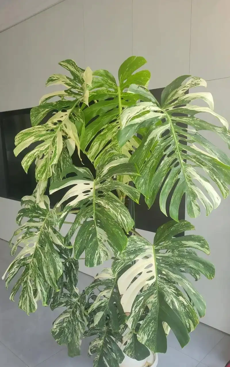 別人養龜背芋三年不生病,你三個月就黃葉?差在這6個細節
