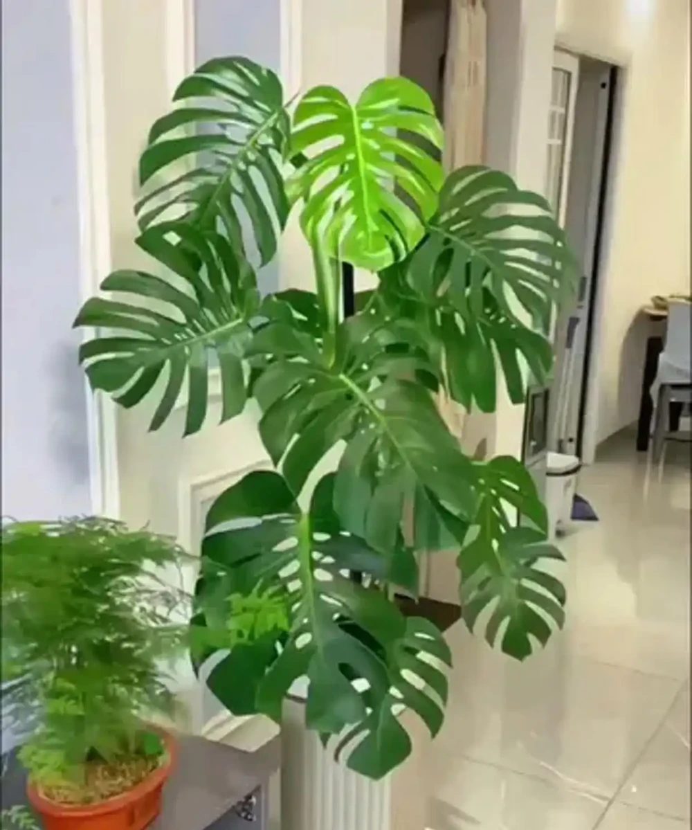 別人養龜背芋三年不生病,你三個月就黃葉?差在這6個細節