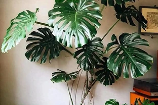 別人養龜背芋三年不生病，你三個月就黃葉？差在這6個細節