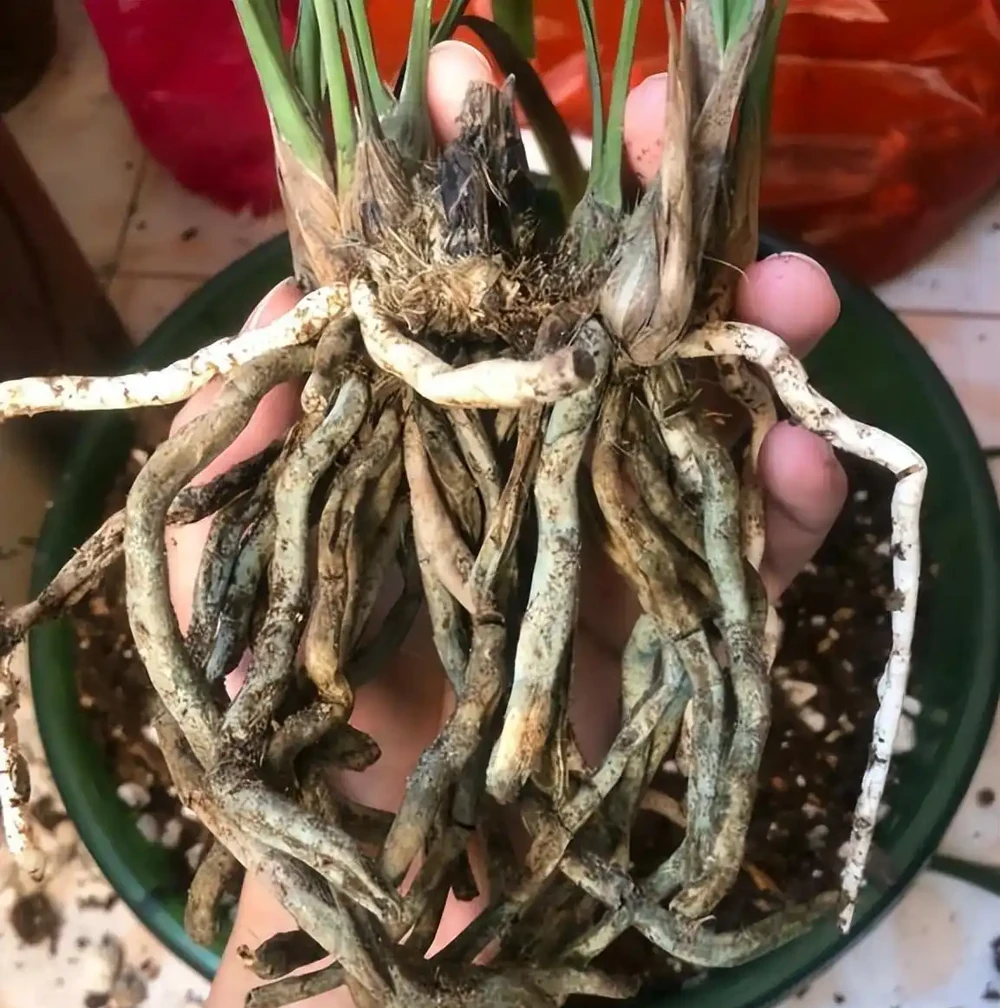 蘭花腐根別扔!三步做對了能救活,半個月重新冒白根!