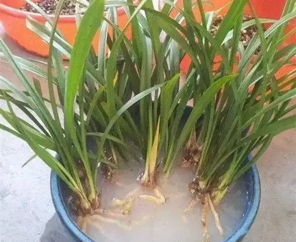 殺菌溶液泡根