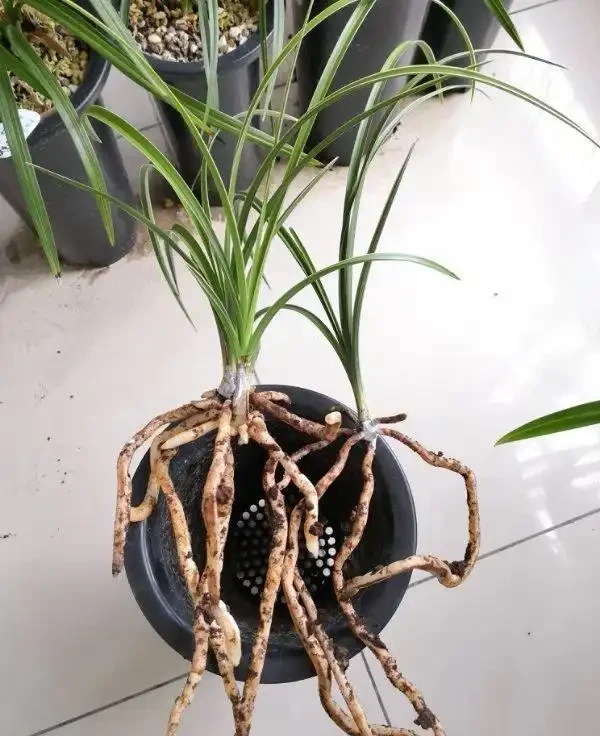 靜置晾乾