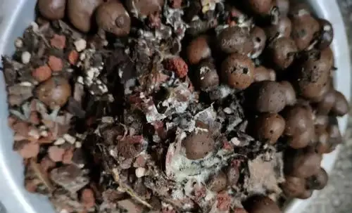 一股子黴味撲鼻而來