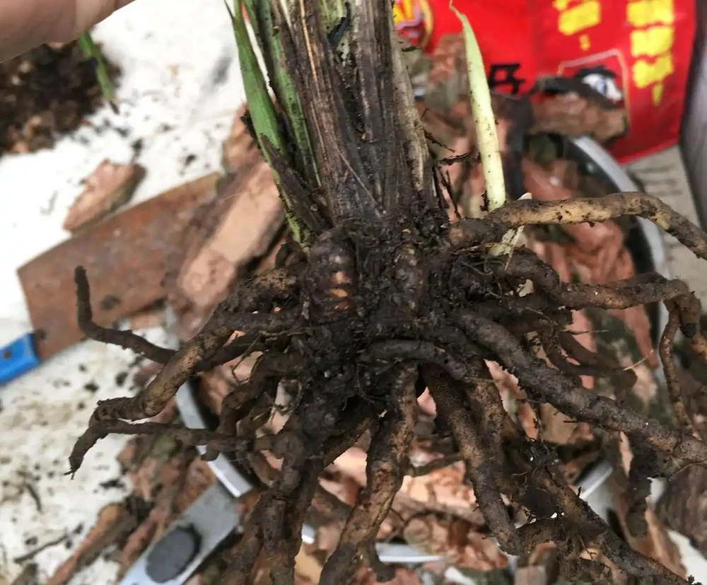 脫盆看根,分析哪些需要保留或剪除