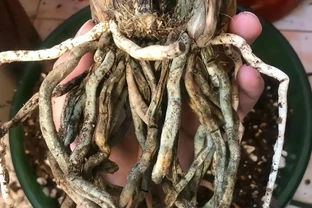 蘭花腐根別扔！三步做對了能救活，半個月重新冒白根！