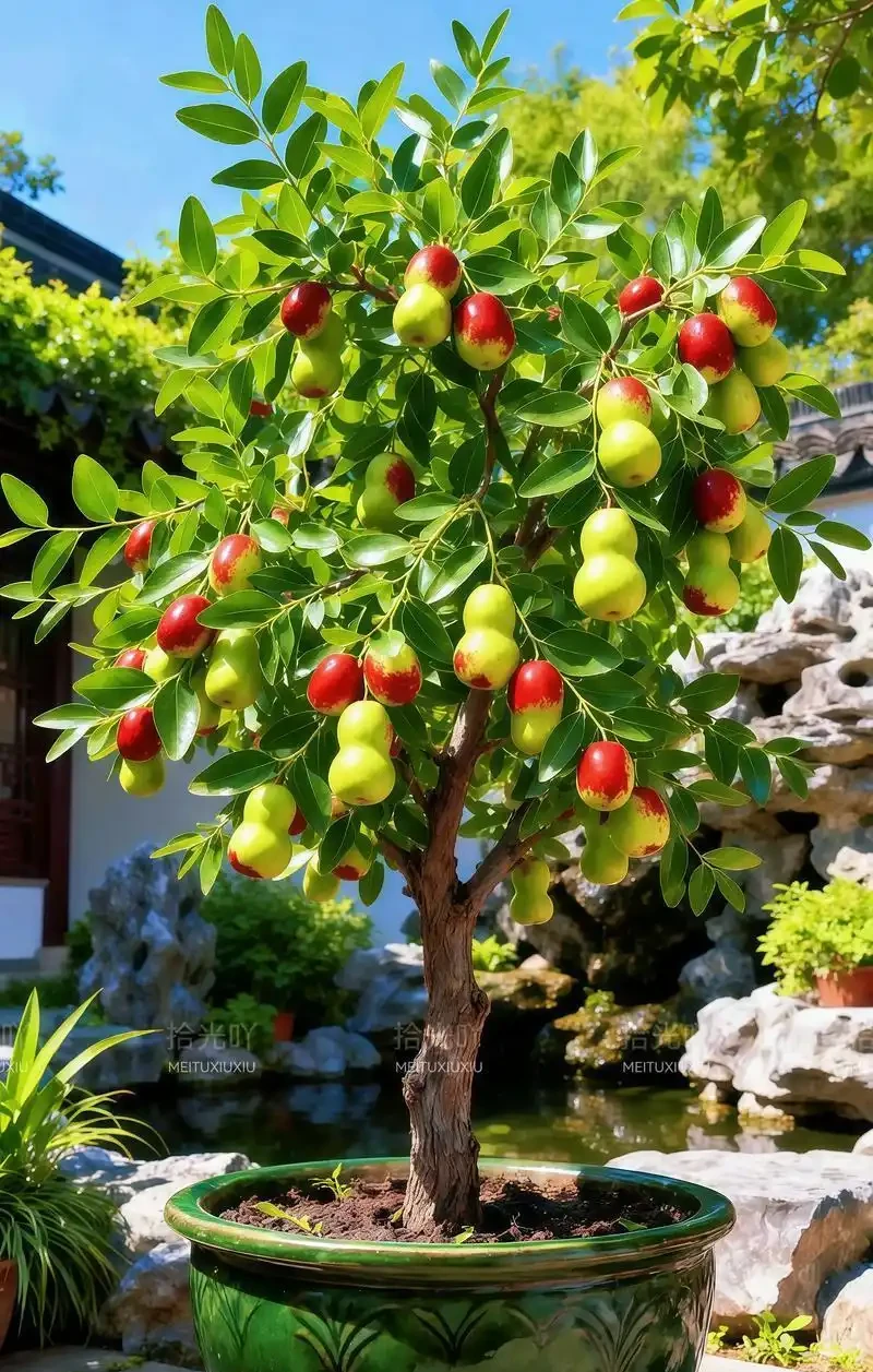 北方院子裡適合栽這8種果樹,耐寒還吉利,你家裡有幾種?