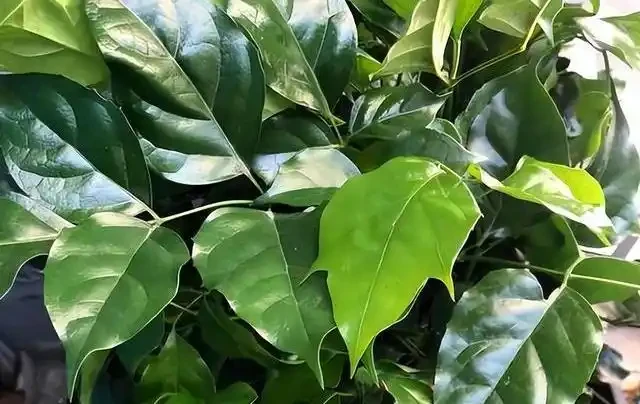 幸福樹掉葉子別再亂澆水了，揪出這4個致命死因，學會這招輕鬆挽救回來