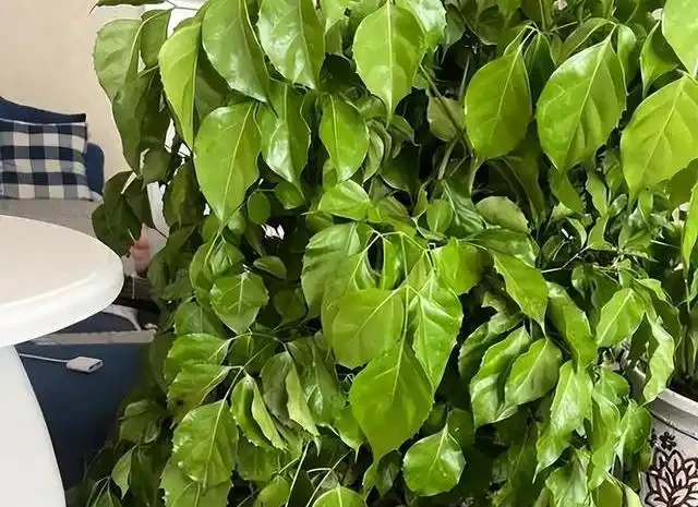 幸福樹掉葉子別再亂澆水了，揪出這4個致命死因，學會這招輕鬆挽救回來
