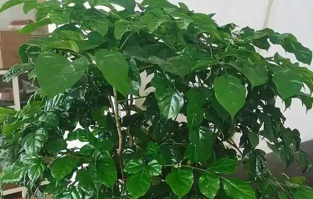 幸福樹掉葉子別再亂澆水了，揪出這4個致命死因，學會這招輕鬆挽救回來