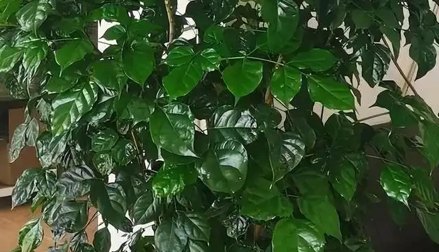 幸福樹掉葉子別再亂澆水了，揪出這4個致命死因，學會這招輕鬆挽救回來