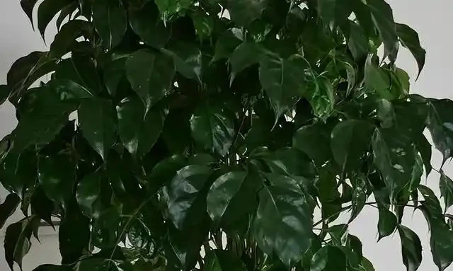 幸福樹掉葉子別再亂澆水了，揪出這4個致命死因，學會這招輕鬆挽救回來