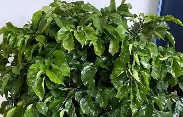 幸福樹掉葉子別再亂澆水了，揪出這4個致命死因，學會這招輕鬆挽救回來