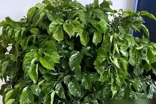 幸福樹掉葉子別再亂澆水了，揪出這4個致命死因，學會這招輕鬆挽救回來
