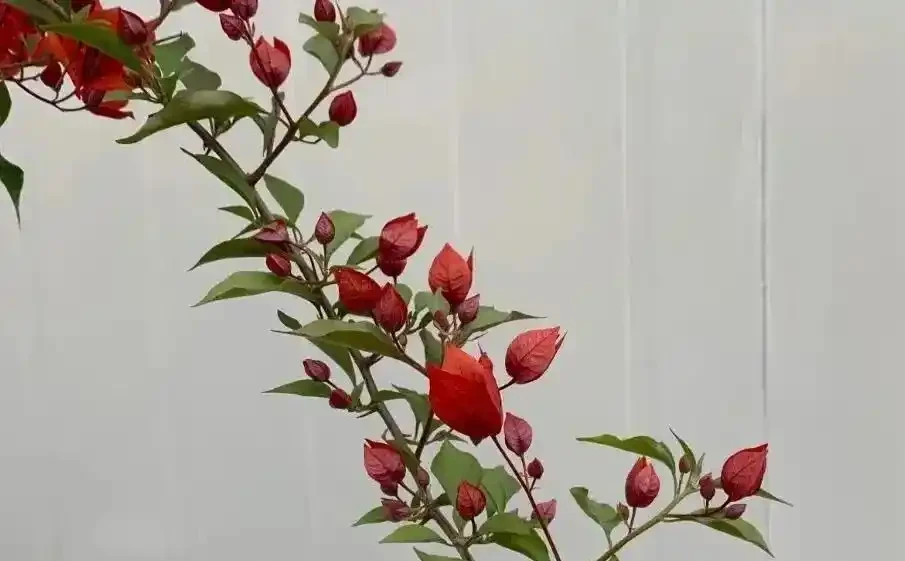 養九重葛多年,把枝條養粗全靠這三招,陰雨天如何應對也給你說明白了