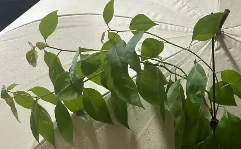 養九重葛多年,把枝條養粗全靠這三招,陰雨天如何應對也給你說明白了