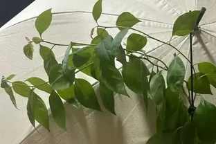 養九重葛多年，把枝條養粗全靠這三招，陰雨天如何應對也給你說明白了