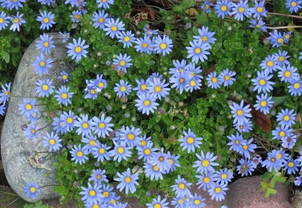 庭院種什麼花最好看又好養?這8種不用怎麼管也能開花