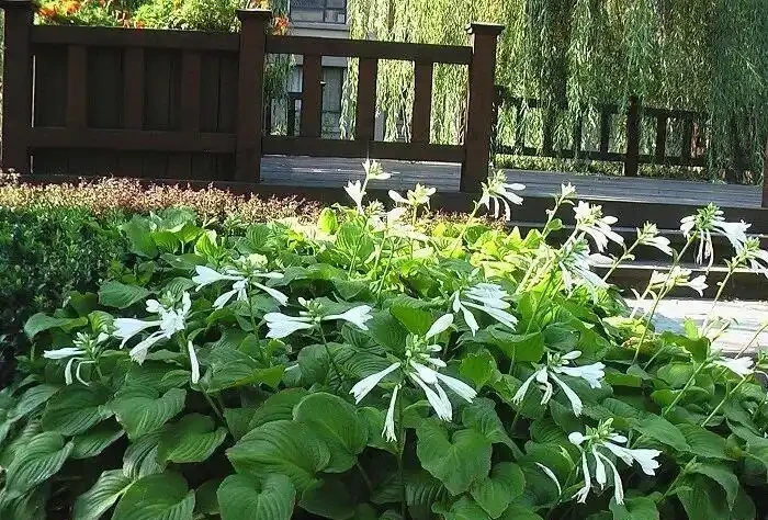 庭院種什麼花最好看又好養?這8種不用怎麼管也能開花