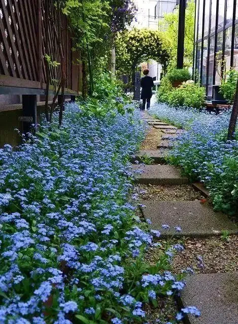 庭院種什麼花最好看又好養?這8種不用怎麼管也能開花