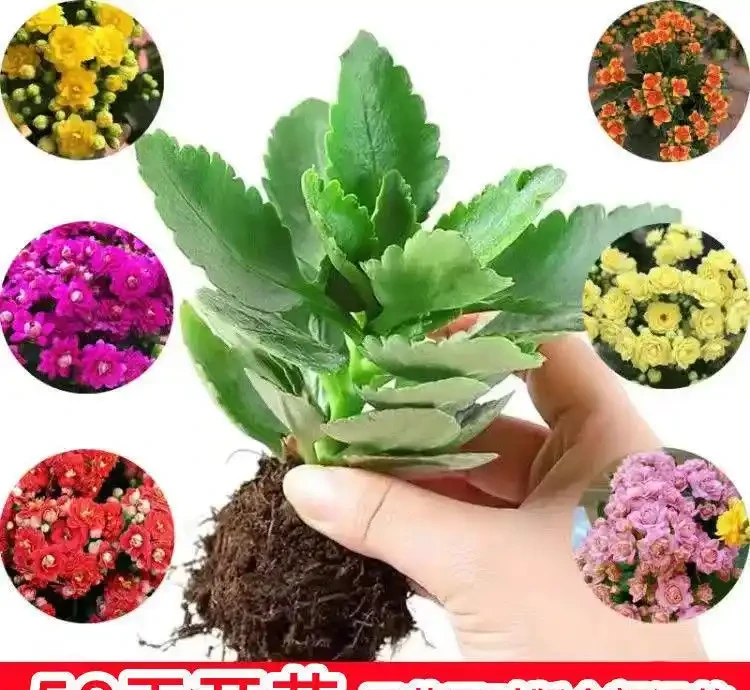 封閉陽臺十大必養花卉推薦,不用曬太陽也能四季開花,鄰居都羨慕