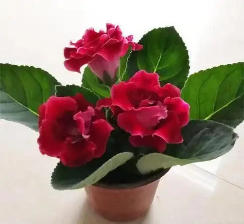 封閉陽臺十大必養花卉推薦,不用曬太陽也能四季開花,鄰居都羨慕
