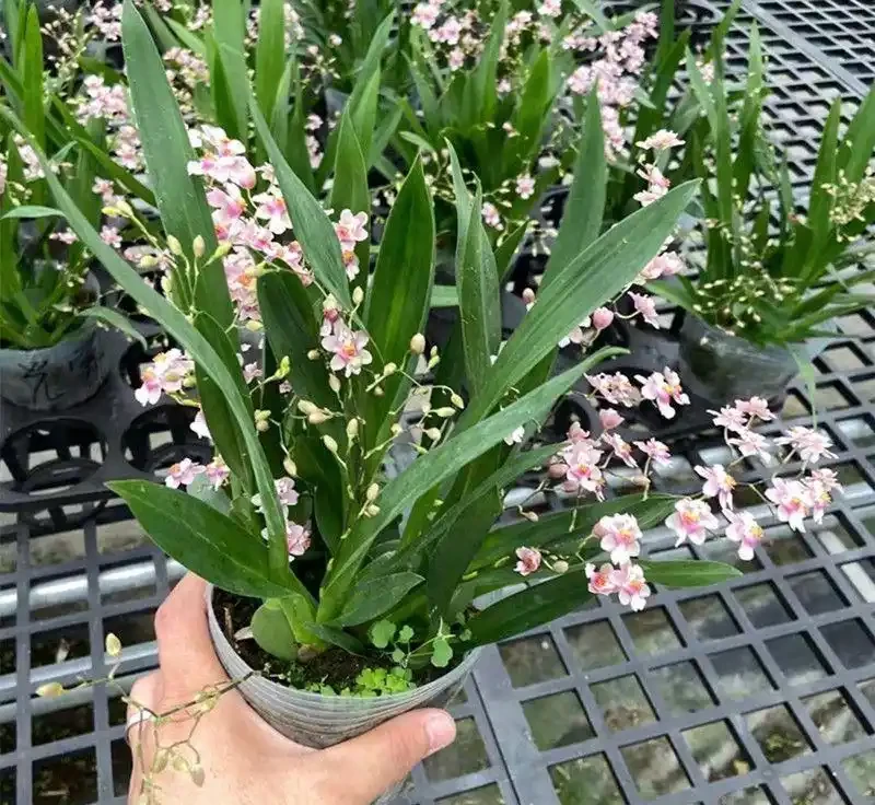 封閉陽臺十大必養花卉推薦,不用曬太陽也能四季開花,鄰居都羨慕