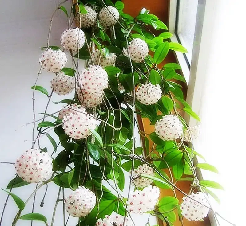 封閉陽臺十大必養花卉推薦,不用曬太陽也能四季開花,鄰居都羨慕