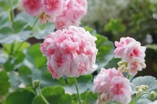 封閉陽臺十大必養花卉推薦，不用曬太陽也能四季開花，鄰居都羨慕