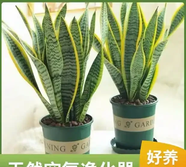 2026新房裝修必看:十大除甲醛空氣淨化植物排名,第3種便宜好養吸甲醛最強