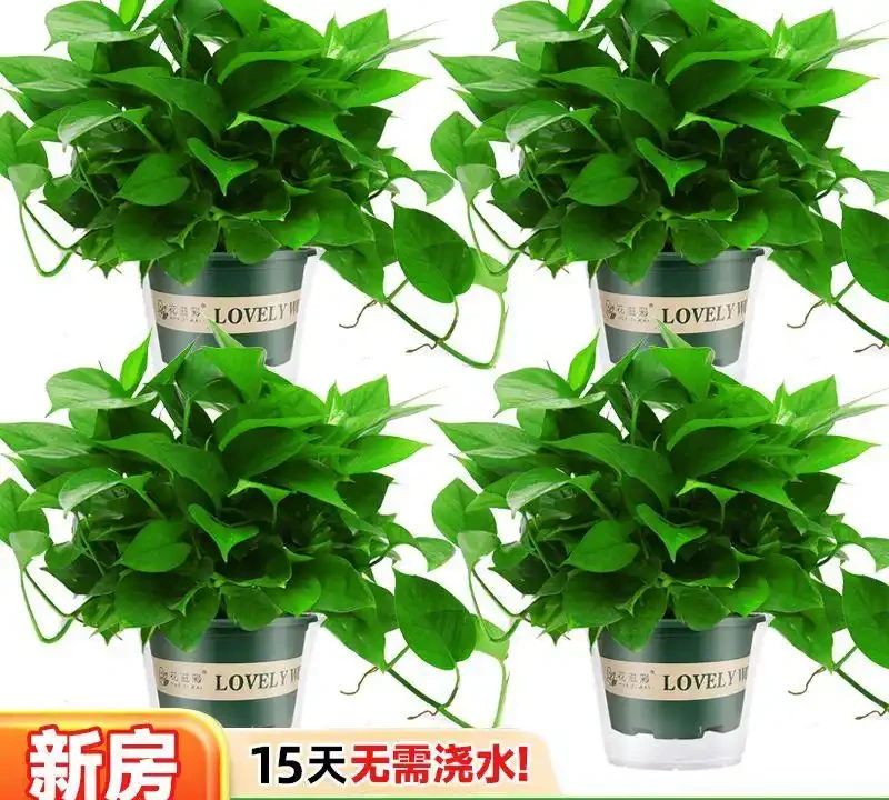 2026新房裝修必看:十大除甲醛空氣淨化植物排名,第3種便宜好養吸甲醛最強