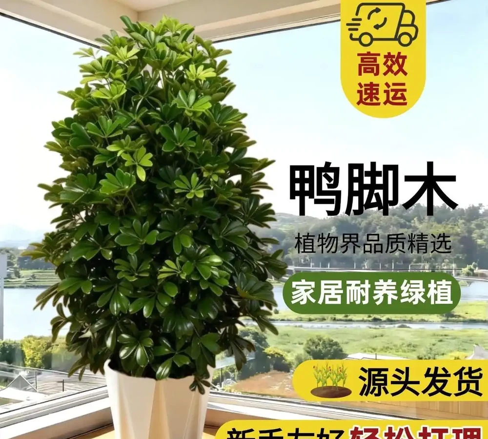 2026新房裝修必看:十大除甲醛空氣淨化植物排名,第3種便宜好養吸甲醛最強