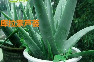 2026新房裝修必看：十大除甲醛空氣淨化植物排名，第3種便宜好養吸甲醛最強