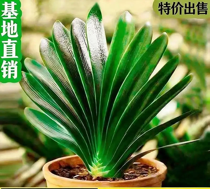 2026年十大室內盆栽花卉排行榜,淨化空氣又旺宅