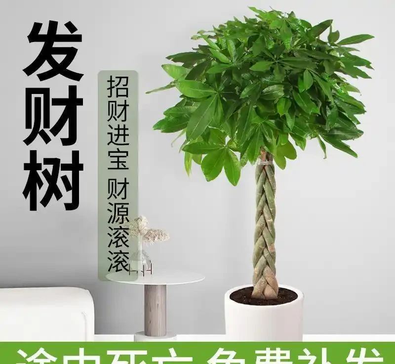 2026年十大高顏值好養盆栽花卉排行榜,家裡擺一盆好運連連