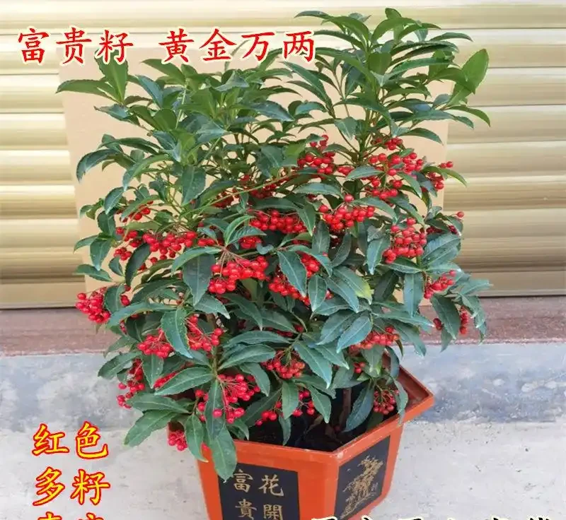 2026年十大高顏值好養盆栽花卉排行榜,家裡擺一盆好運連連