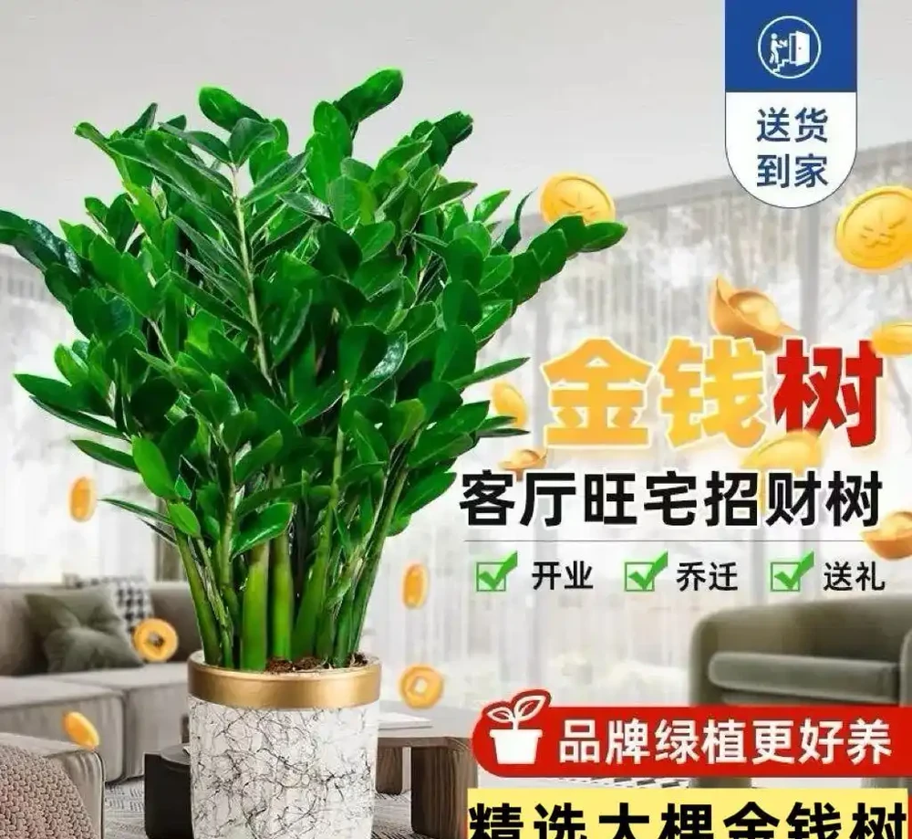 2026年十大高顏值好養盆栽花卉排行榜,家裡擺一盆好運連連