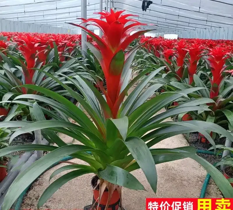 十大招財旺宅的秋季花卉：家裡擺一盆，好運擋不住