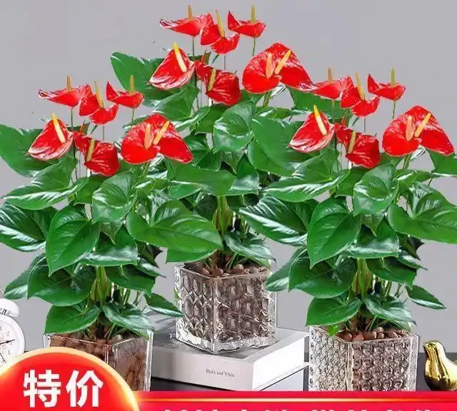 十大招財旺宅的秋季花卉：家裡擺一盆，好運擋不住