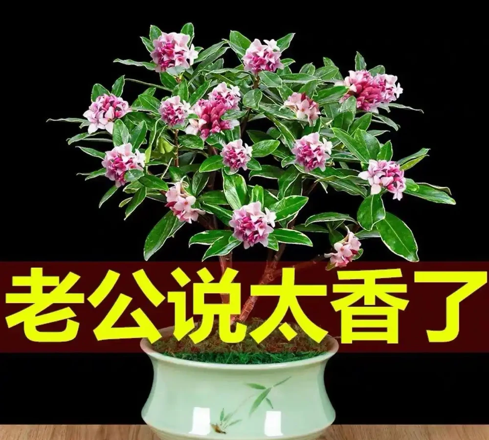 十大招財旺宅的秋季花卉：家裡擺一盆，好運擋不住